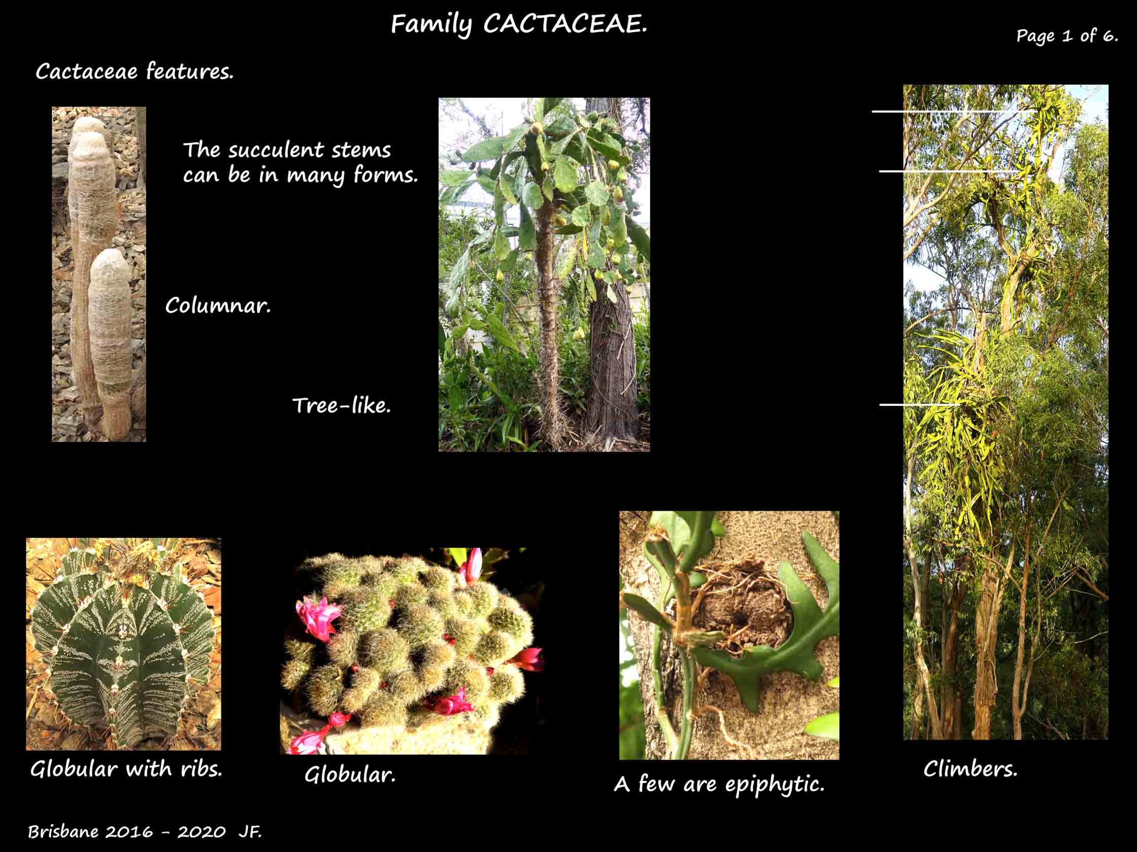 1 Cactaceae forms